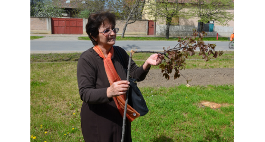 Vandalizam u Kupinovu